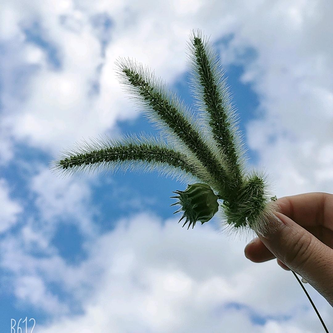 ❤️心缘青菜水果超市💖付佳鹤