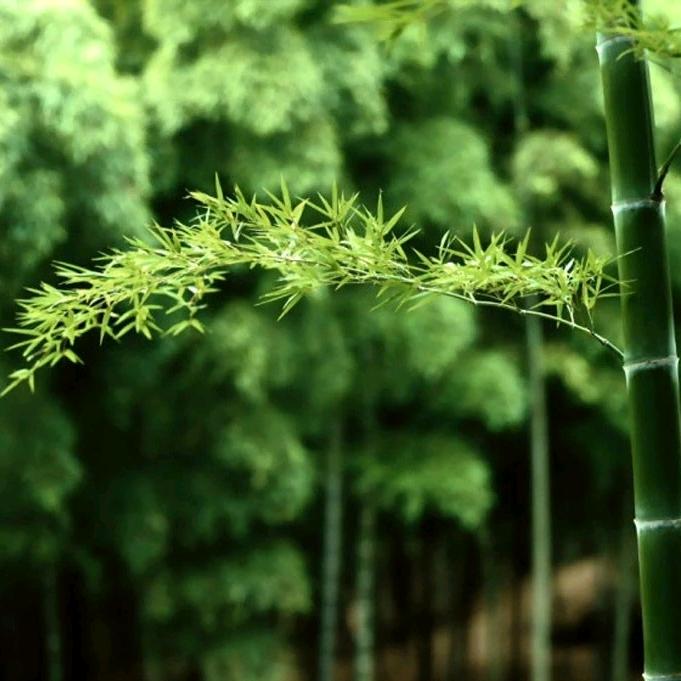 箫山闲人•原创文案