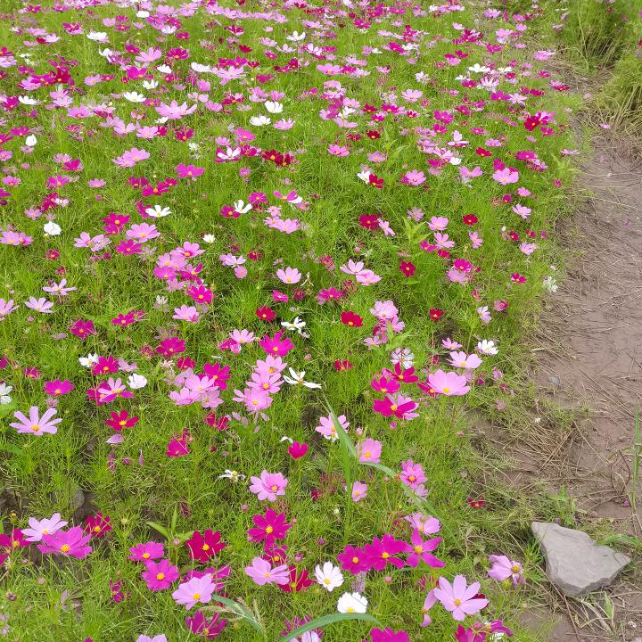 用户真爱8481678007