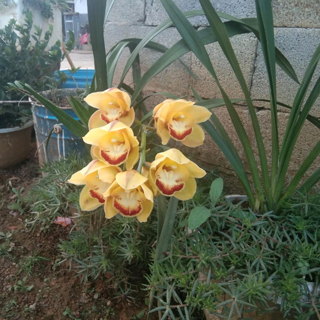 菠萝菠萝蜜^