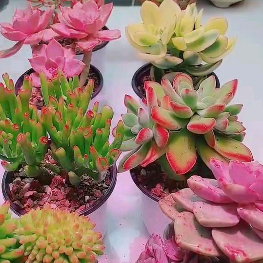 ☆浅浅༗头像
