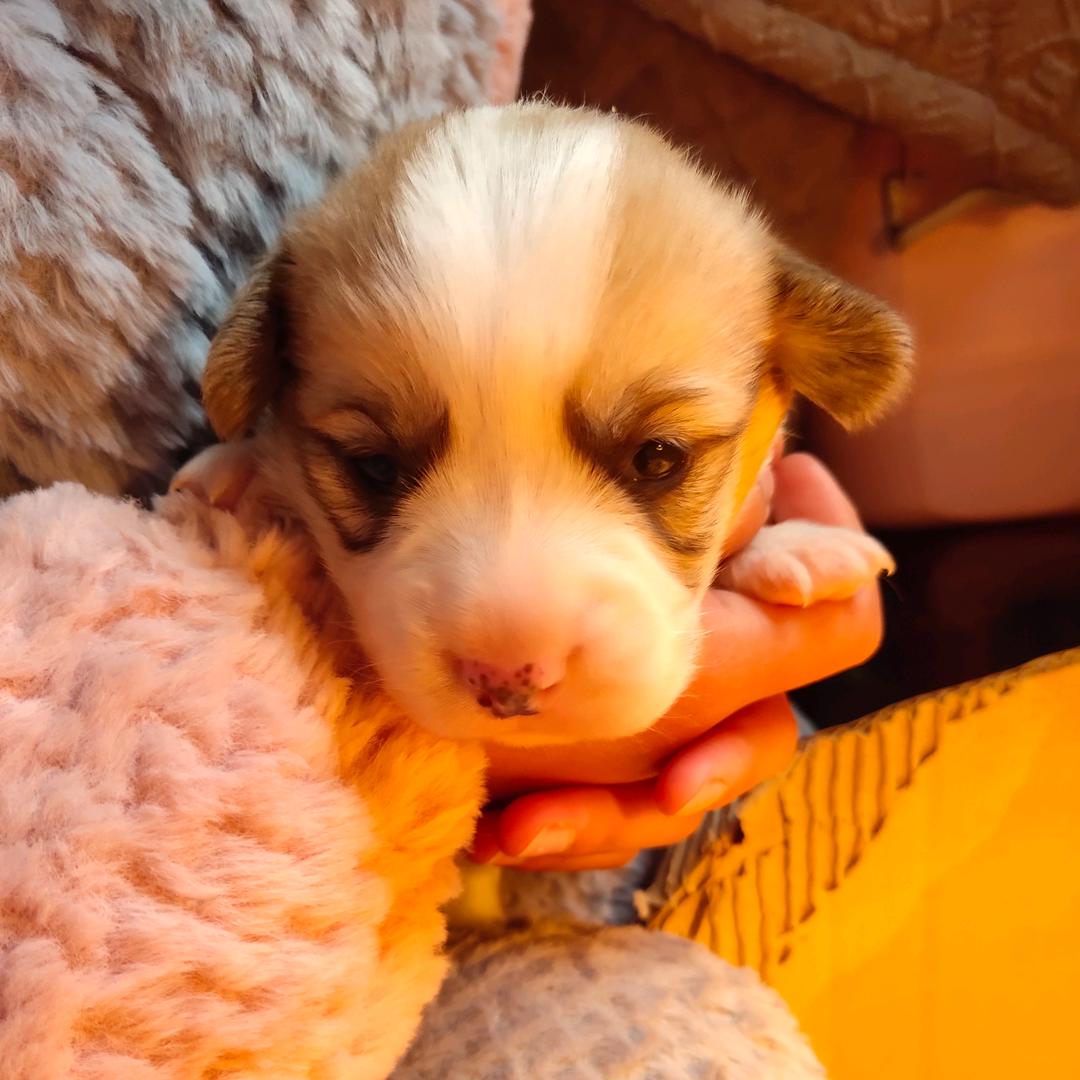 小英子家的小柯基