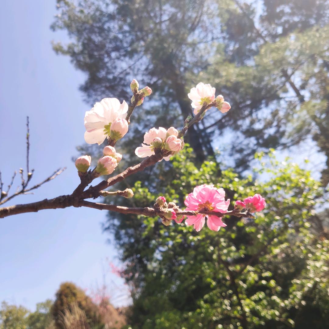 平安健康