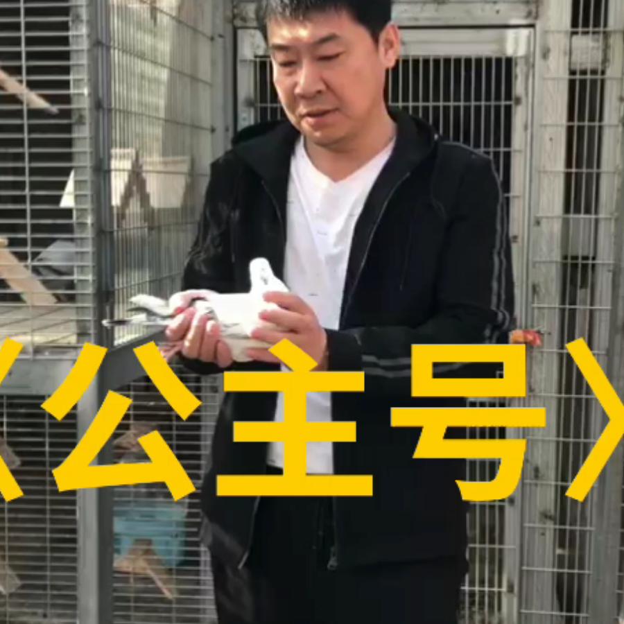 征南战北鸽舍一白龙