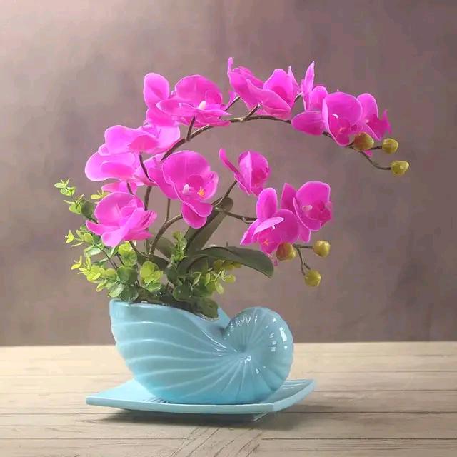 风中的花蕾