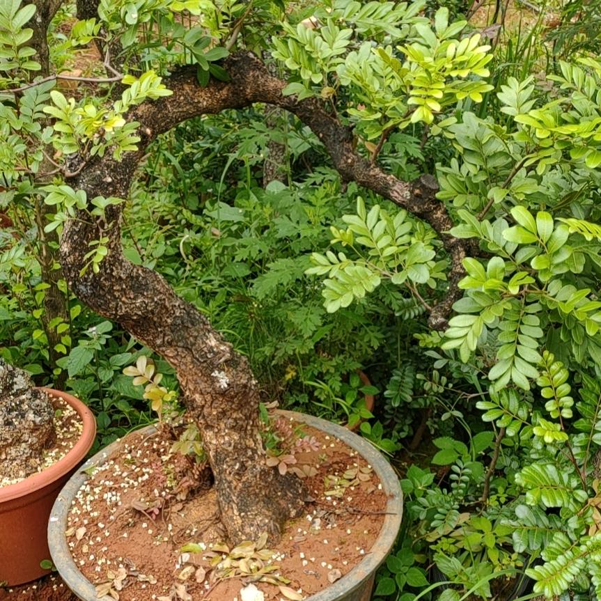 刘在你心李╭(╯ε╰)╮