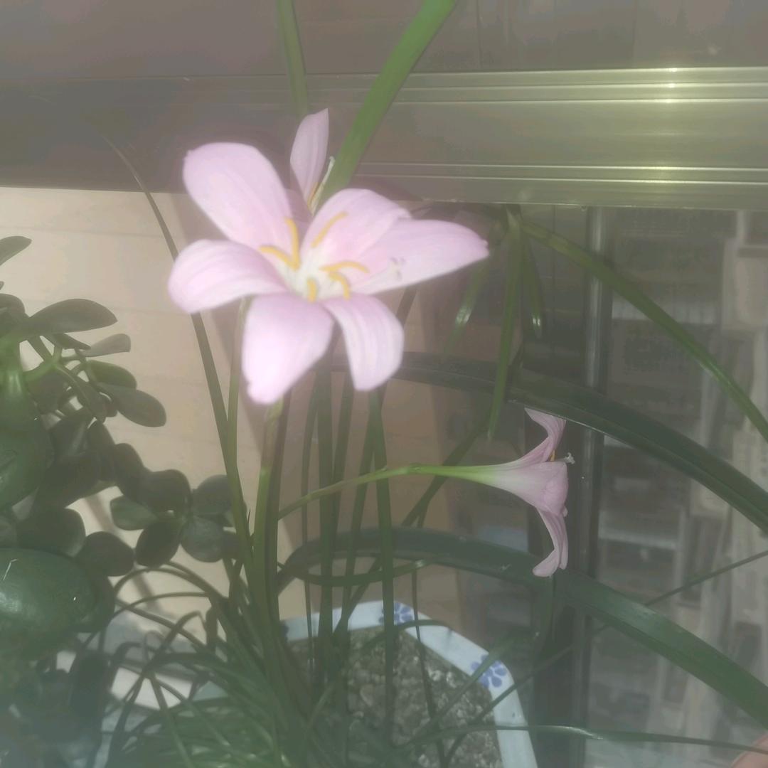 凭兰秋思