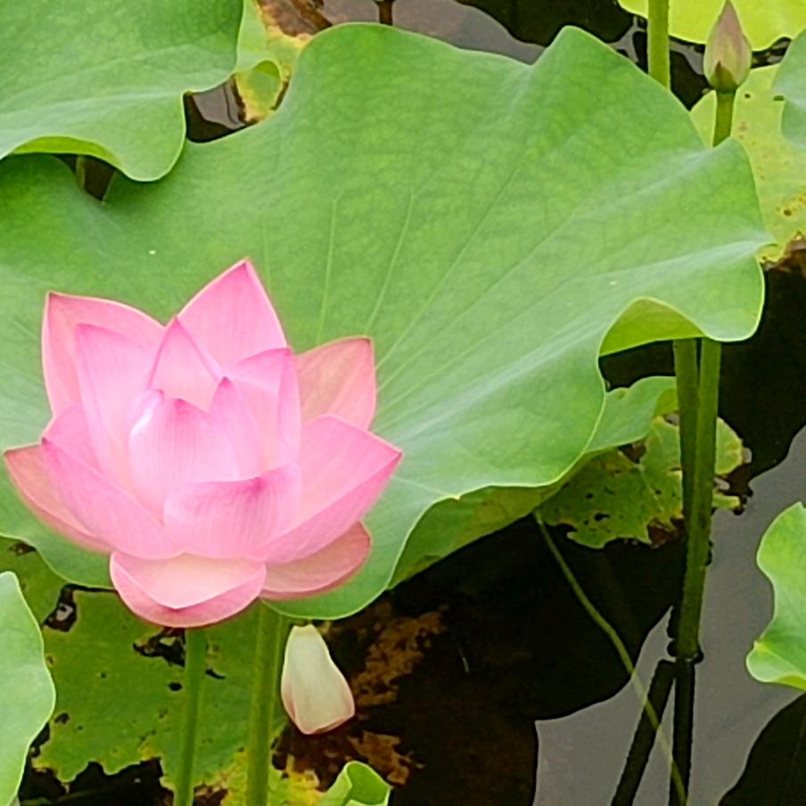 李记好劲斗拉面