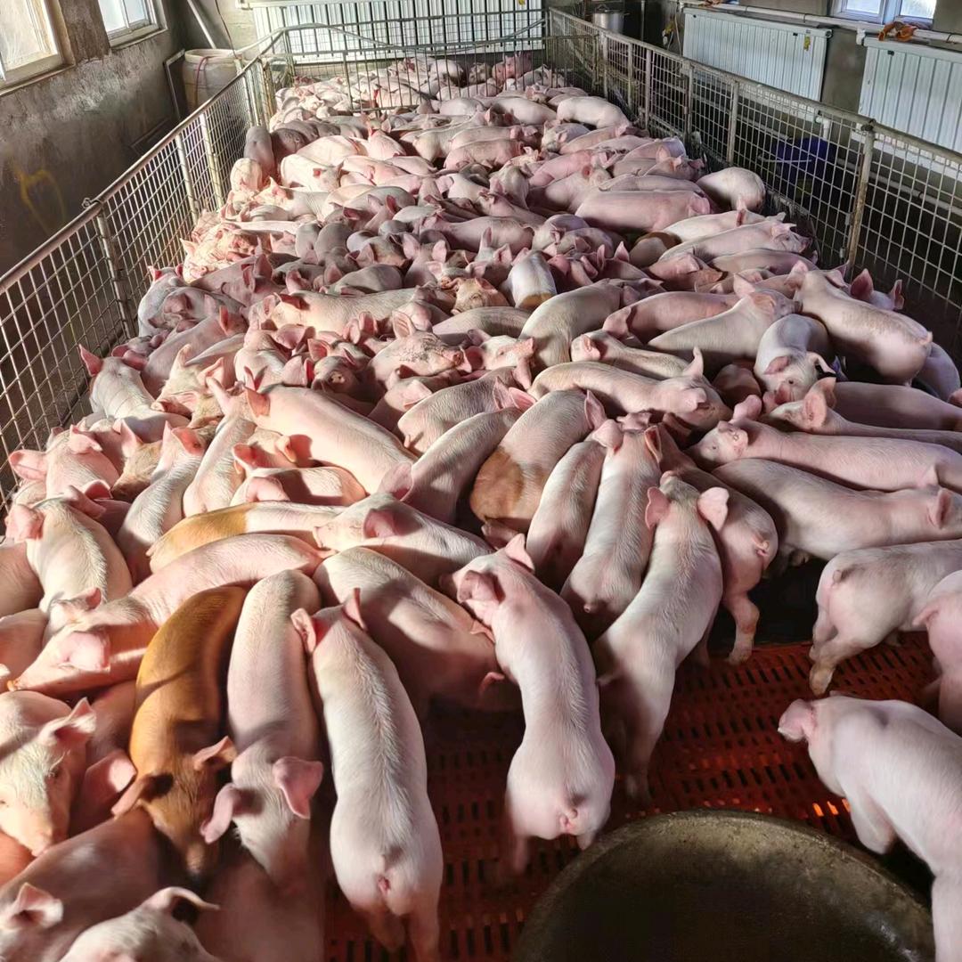 莒南嘉旺生猪销售中心