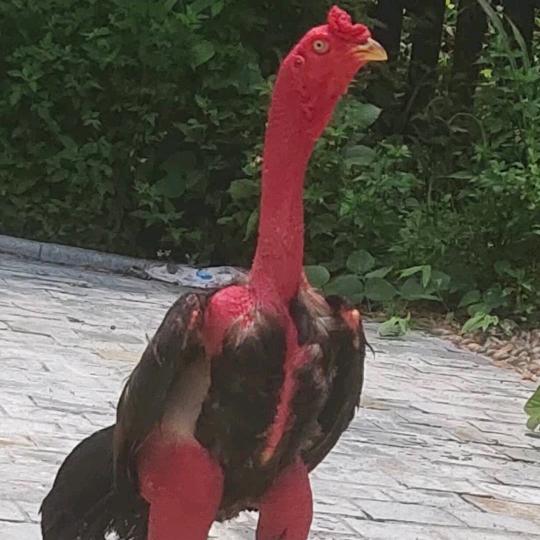 吉祥斗鸡养殖场