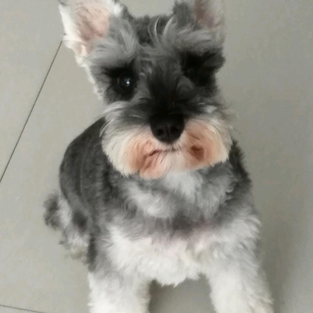 紫的莲