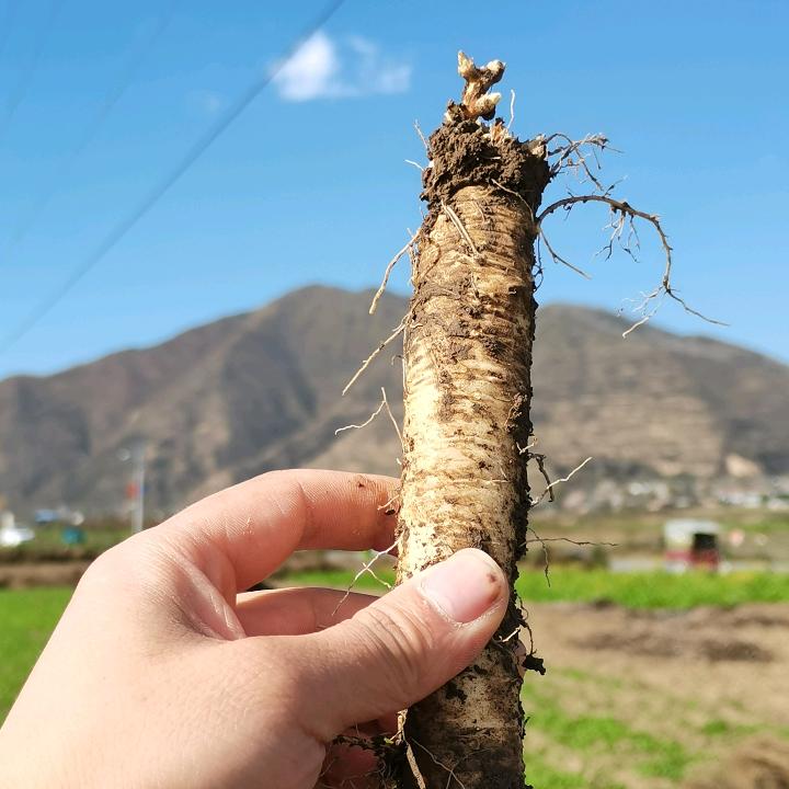 汉草玖宝甘肃滋补专卖店