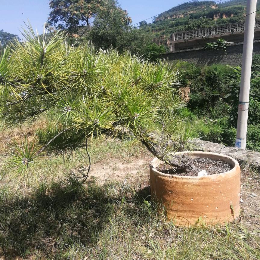 桩家人侯哥种植园