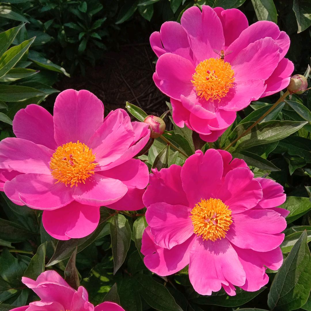 桂花🌸