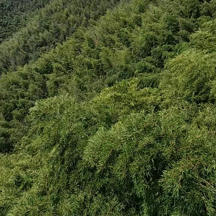 知否知否应是绿肥红瘦