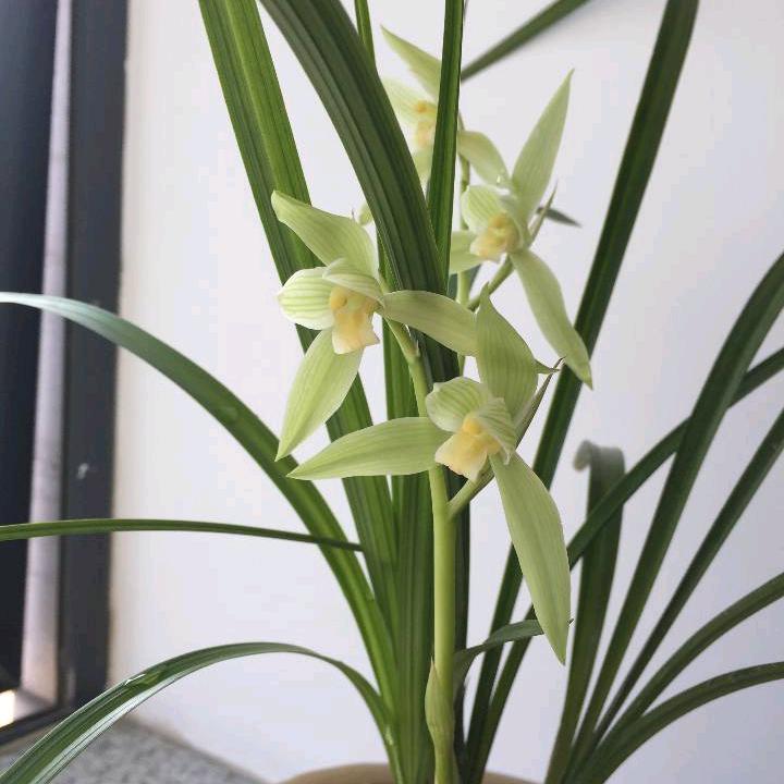 莲莲莲（77年的阿姨）