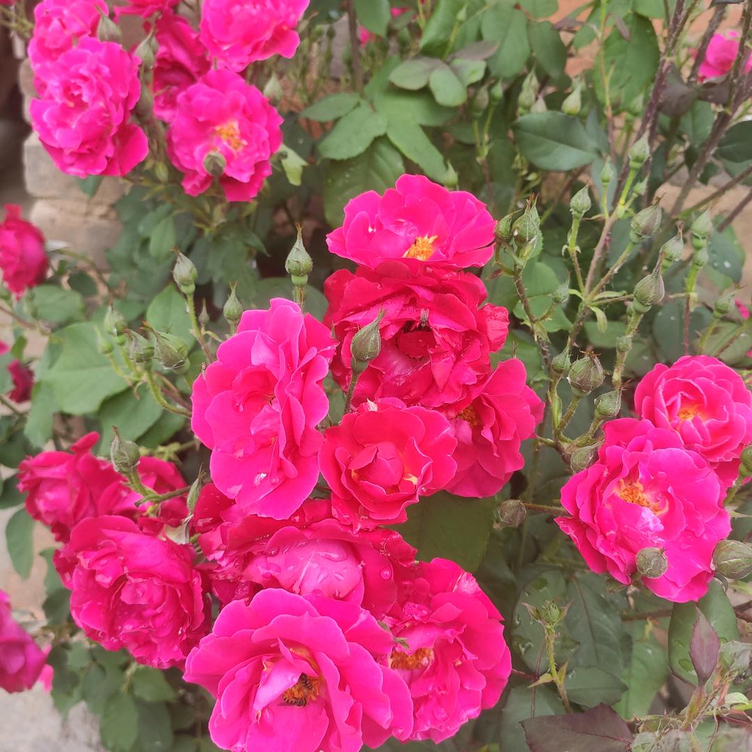 刘家府结缘🌺🌺🌺🌺