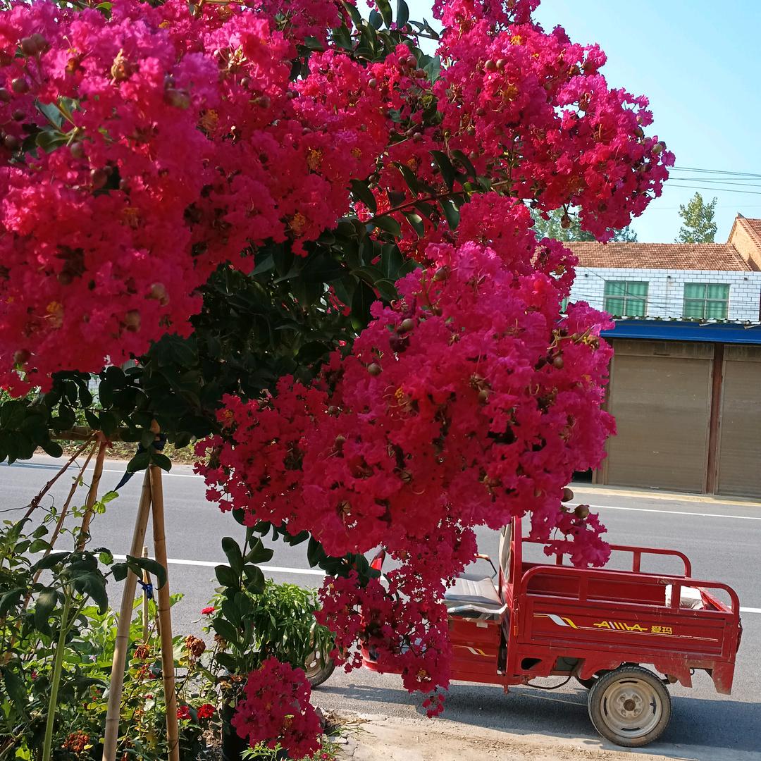 解桂芳