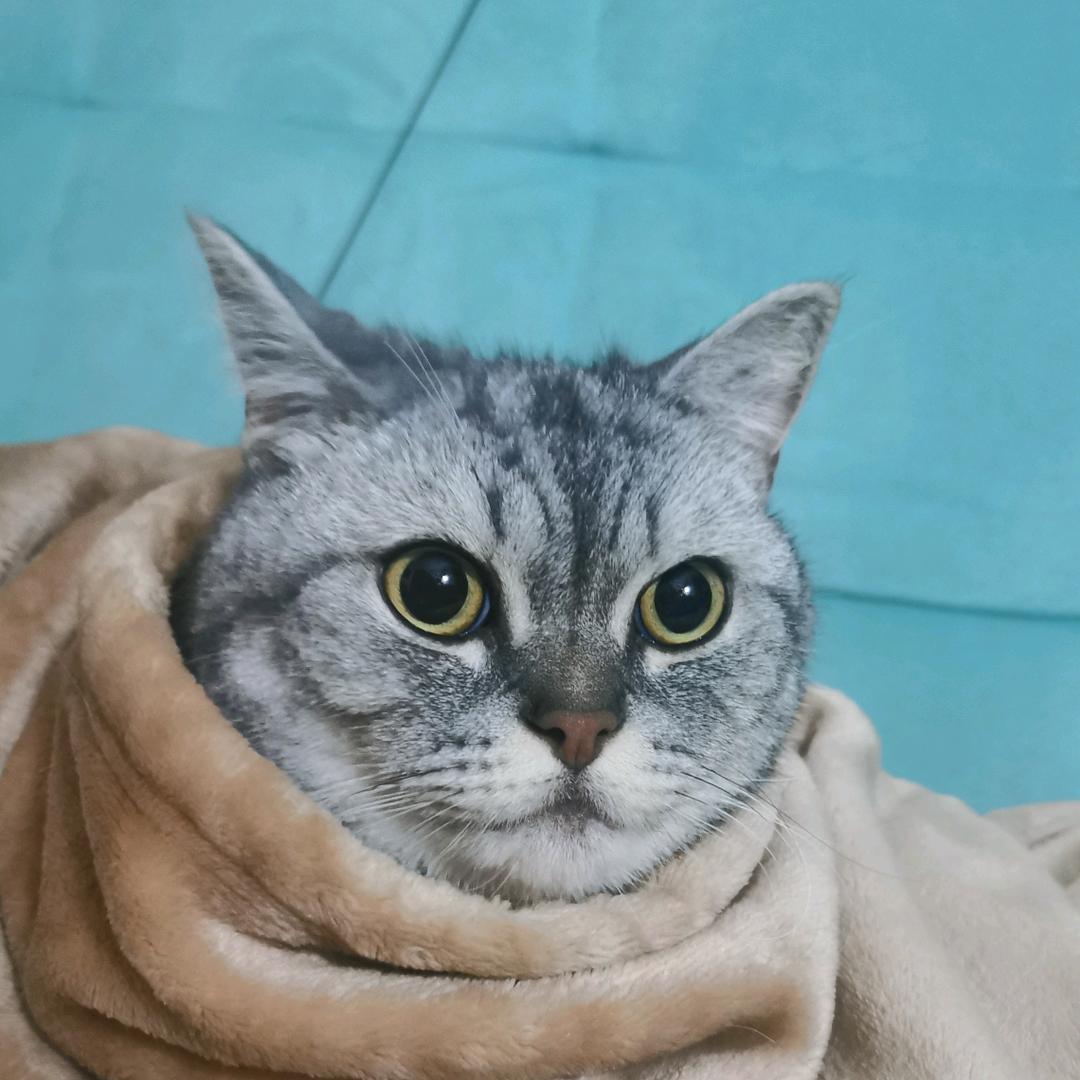 😺云河凡人