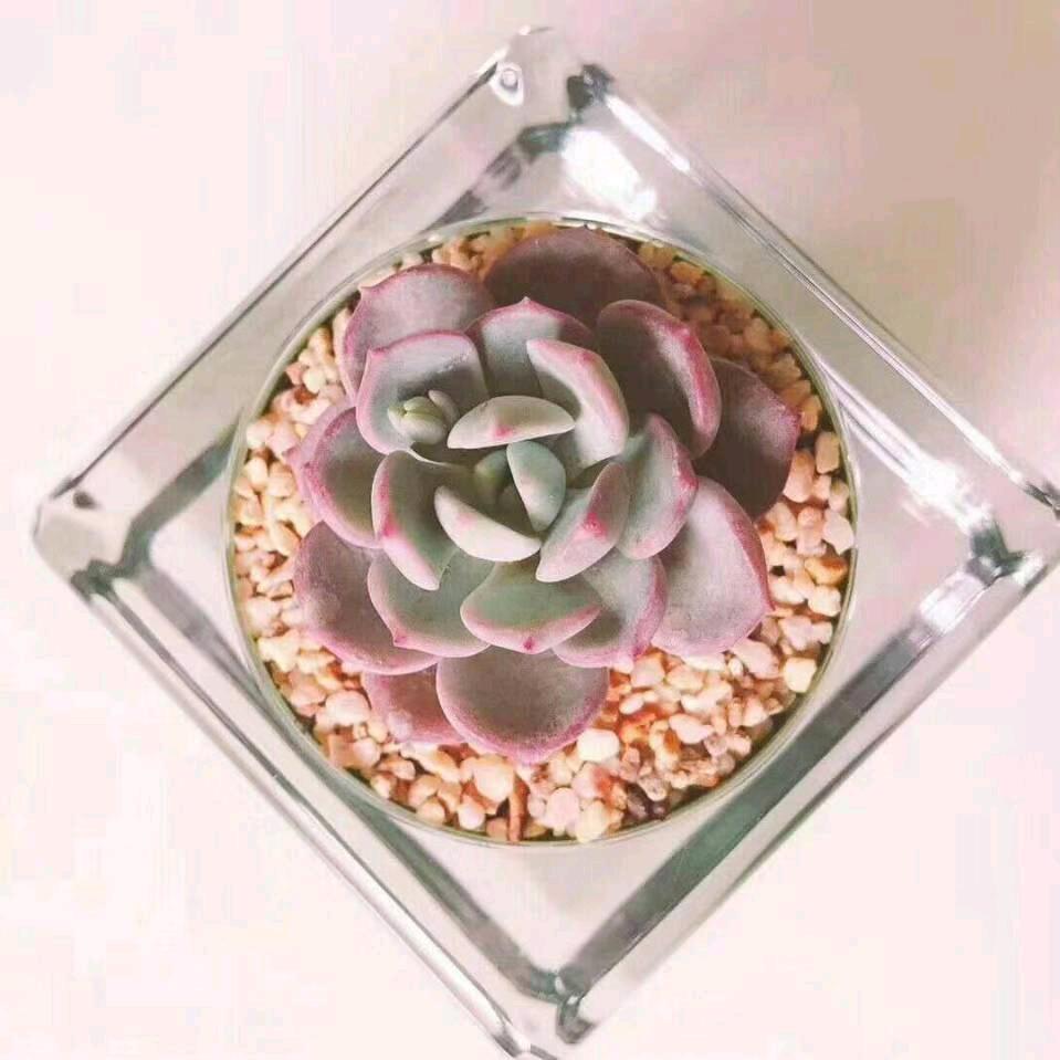 心若向杨 多有琴郎