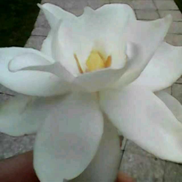 ✌成成