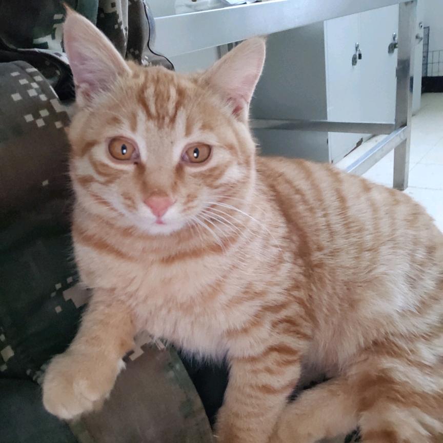 养猫的大叔