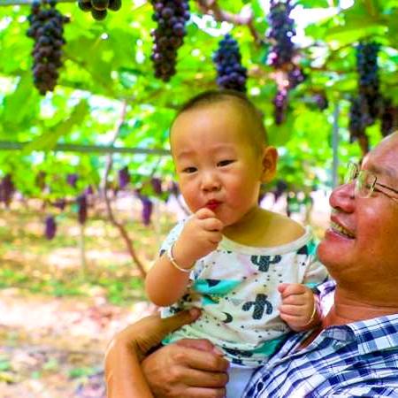 巢湖市黄麓果业（葡萄）有限公司