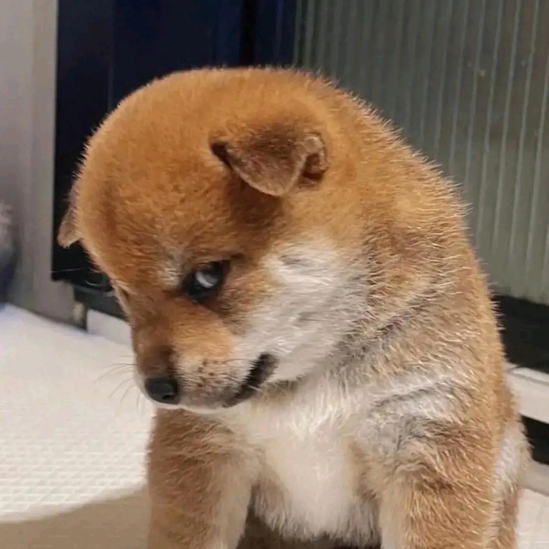 灼灼升辉