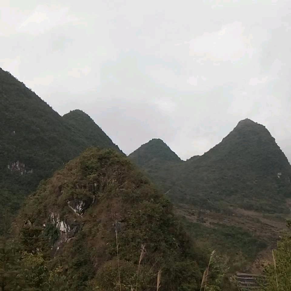 金师