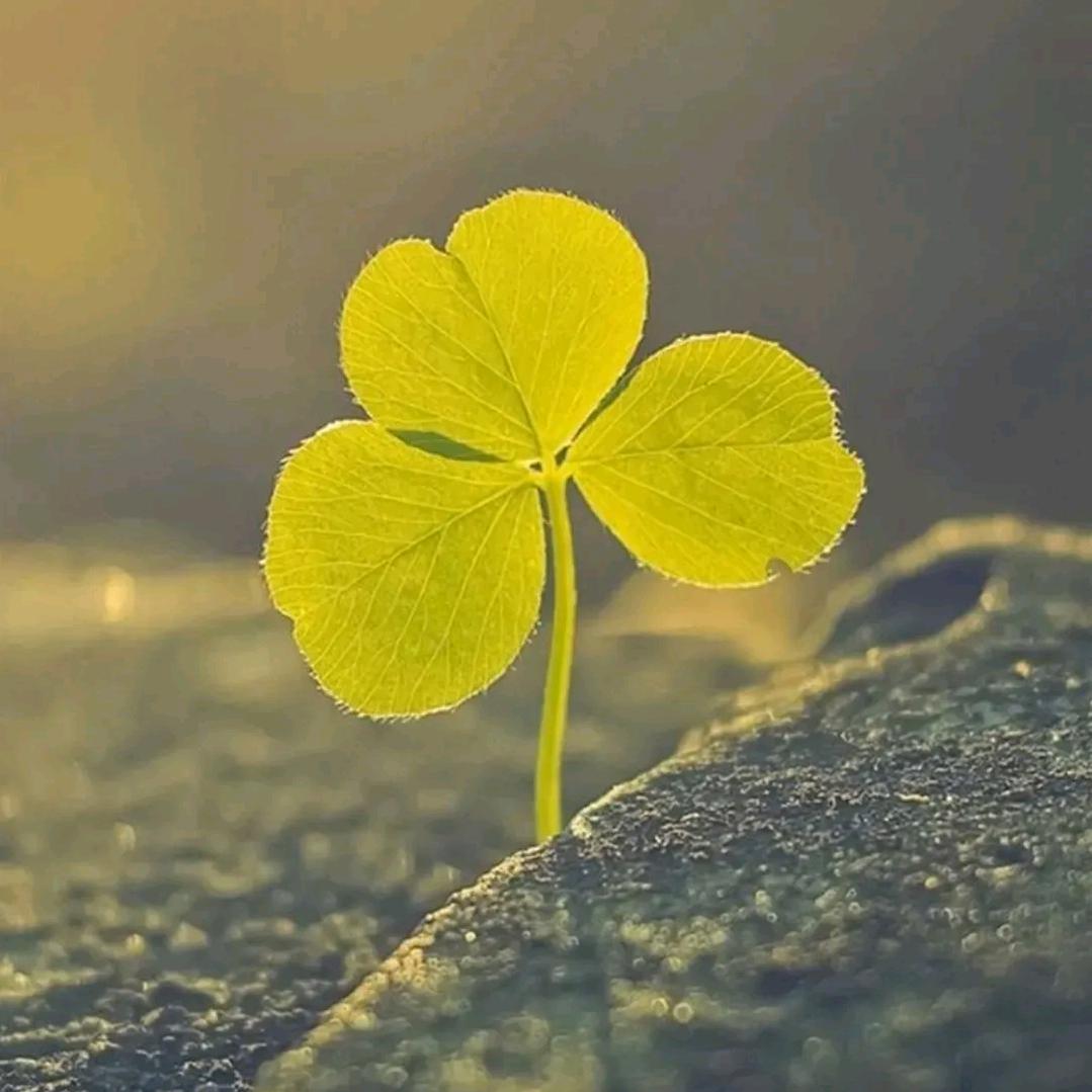 鑫荟叉车电子秤升降机