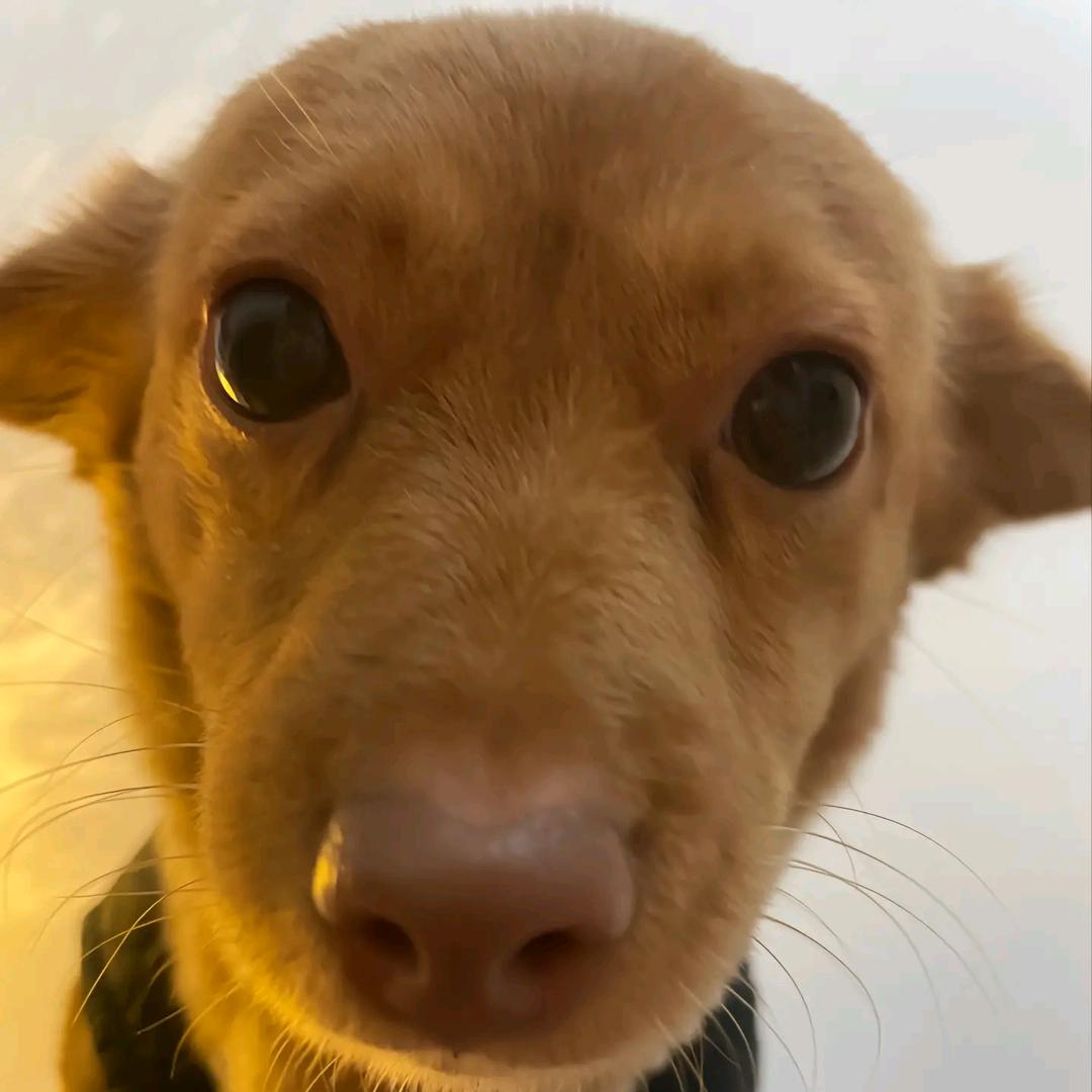风间