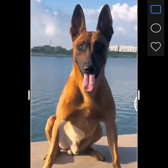 眉县常兴镇白家村（马犬爱好者）勿连贊。