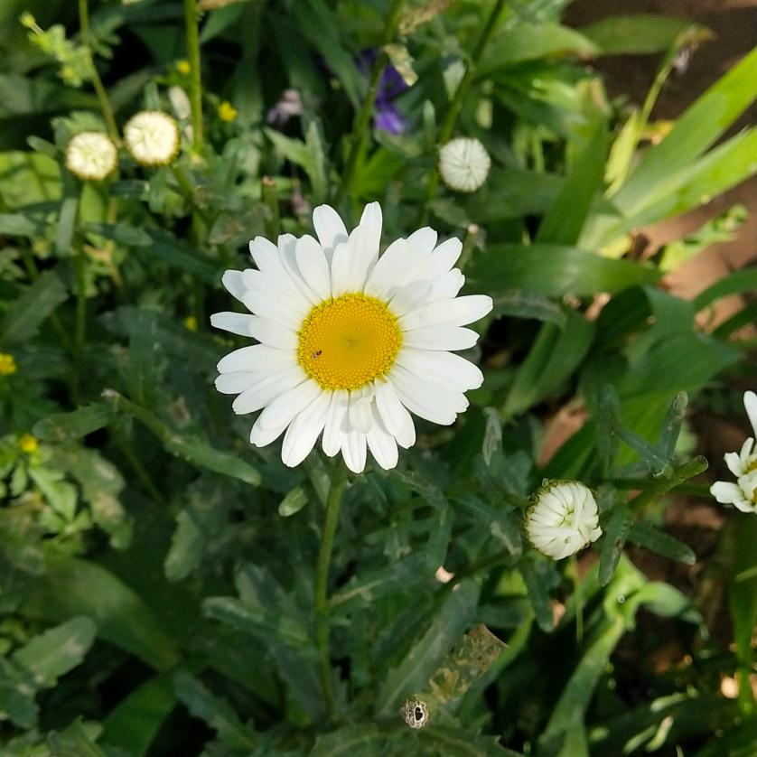 🌻🌈@胖大海@