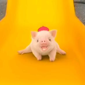 我简直太幸运了