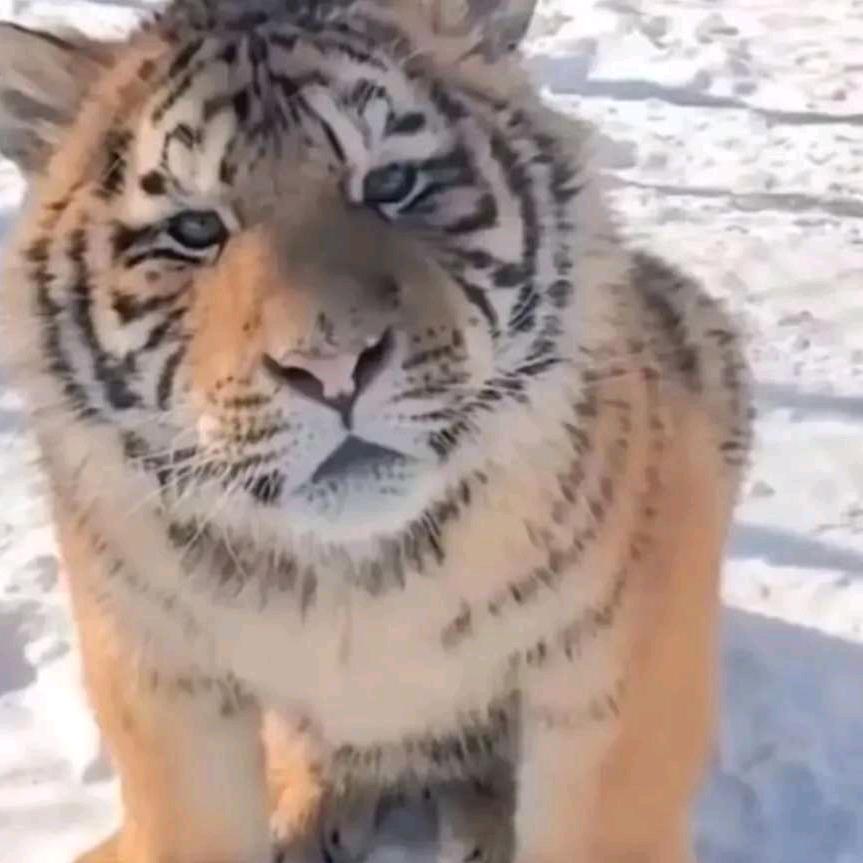 独宠
