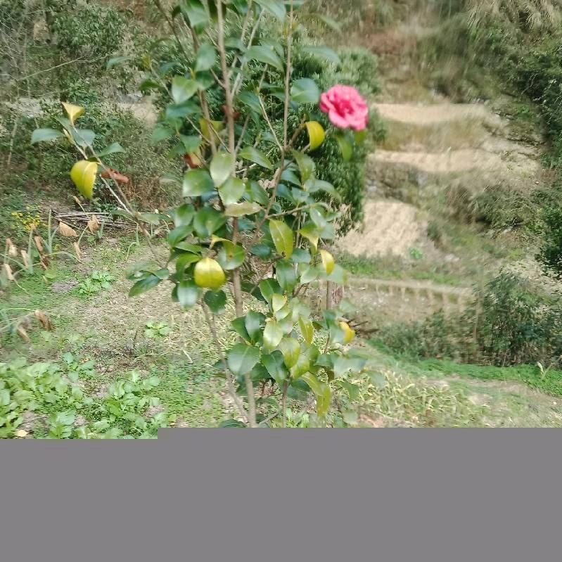 丝丝