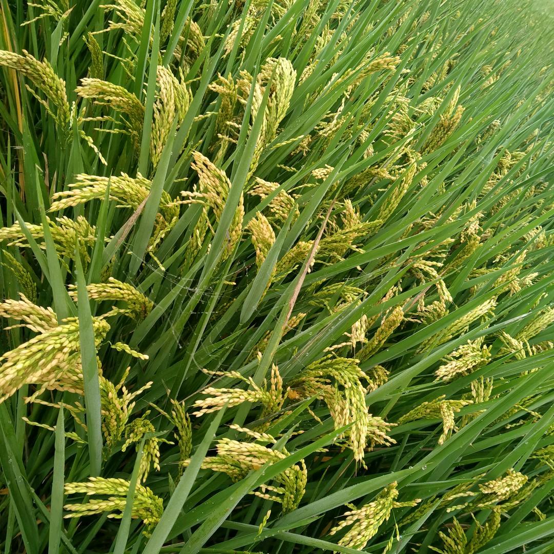 🔥成成森森🔥