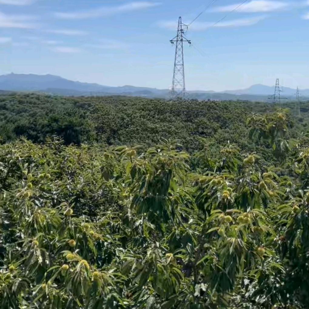 自然源味农产品