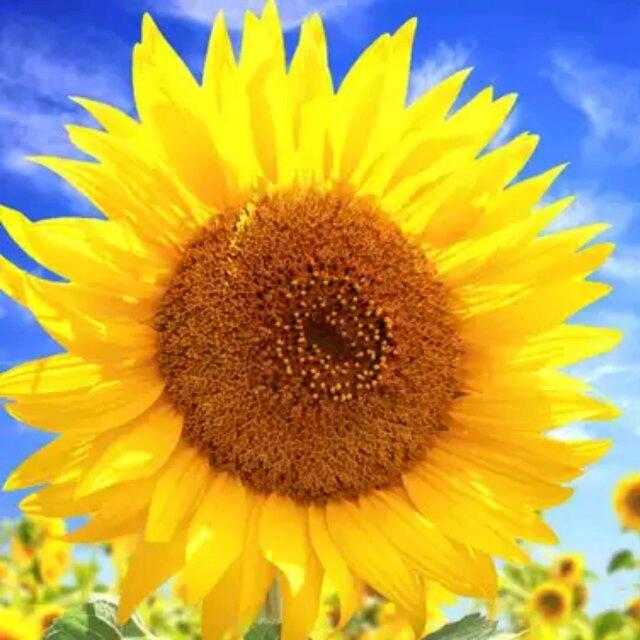 颜浪：维佰帝门窗 全简木门