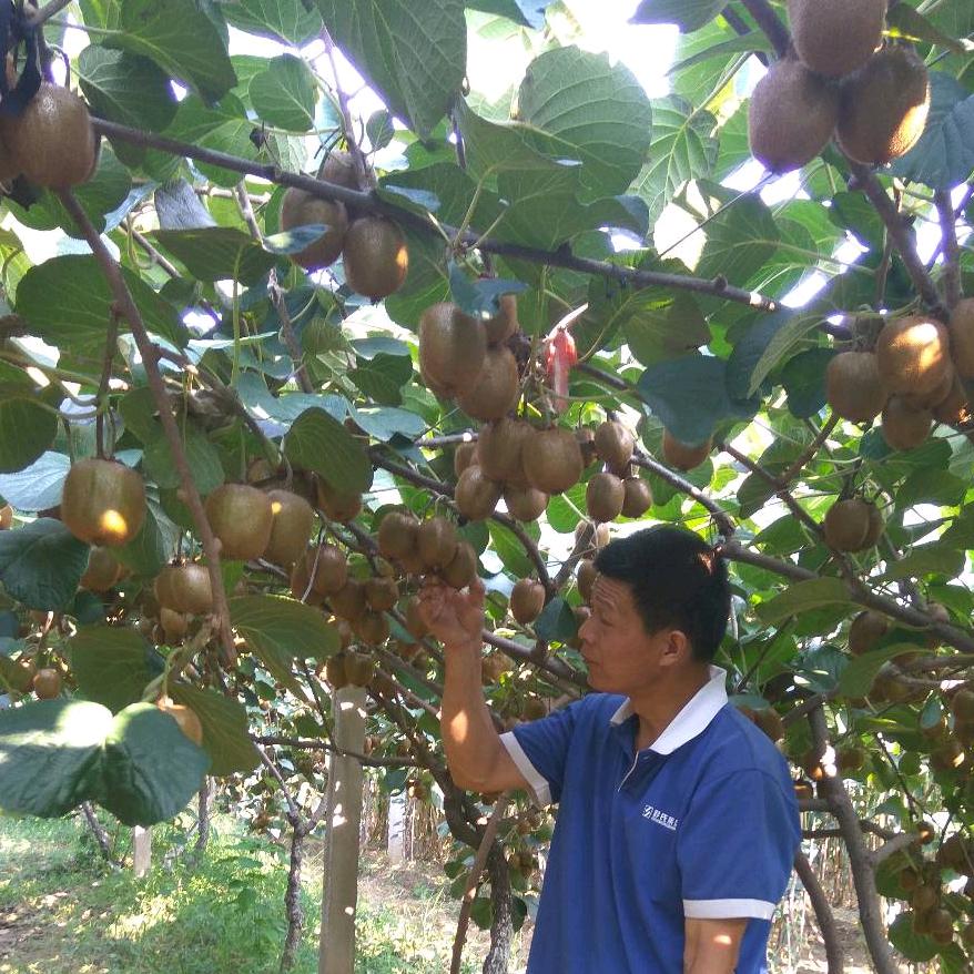 徐香歌