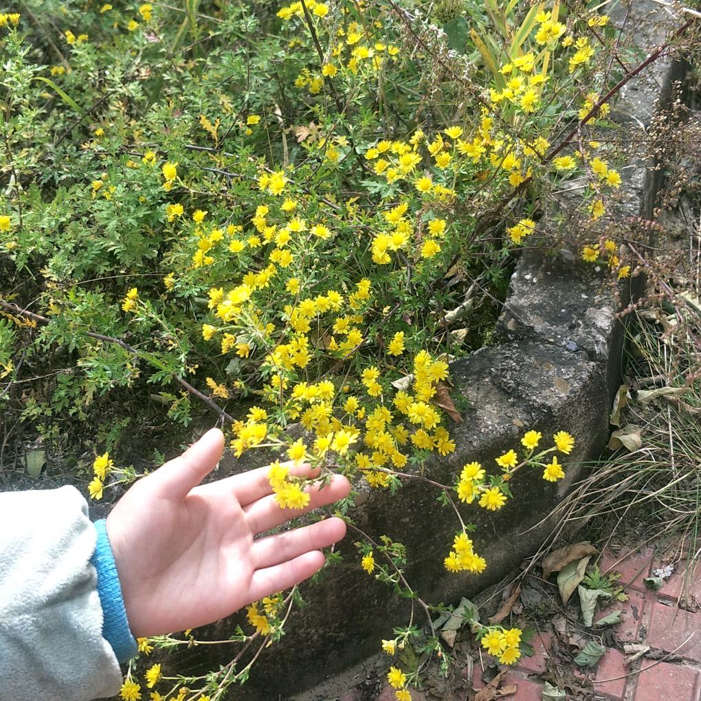 韵蝉