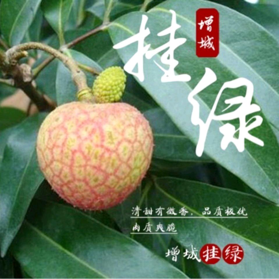 增城挂之绿