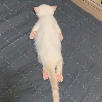 赵大大