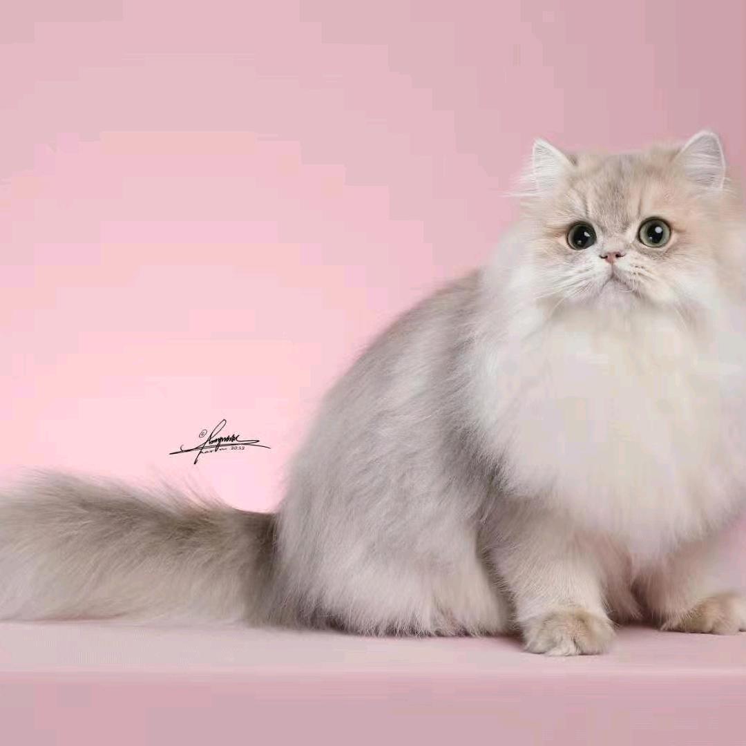 猫难产解决方案