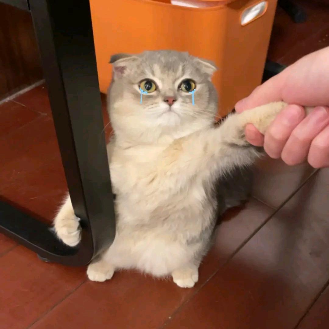 灵泽