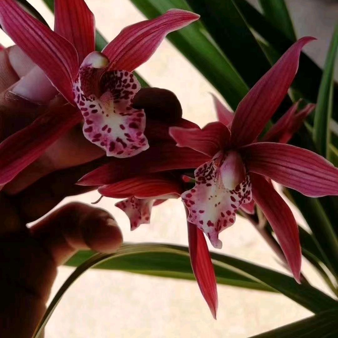 果鹿湾绿植旗舰店