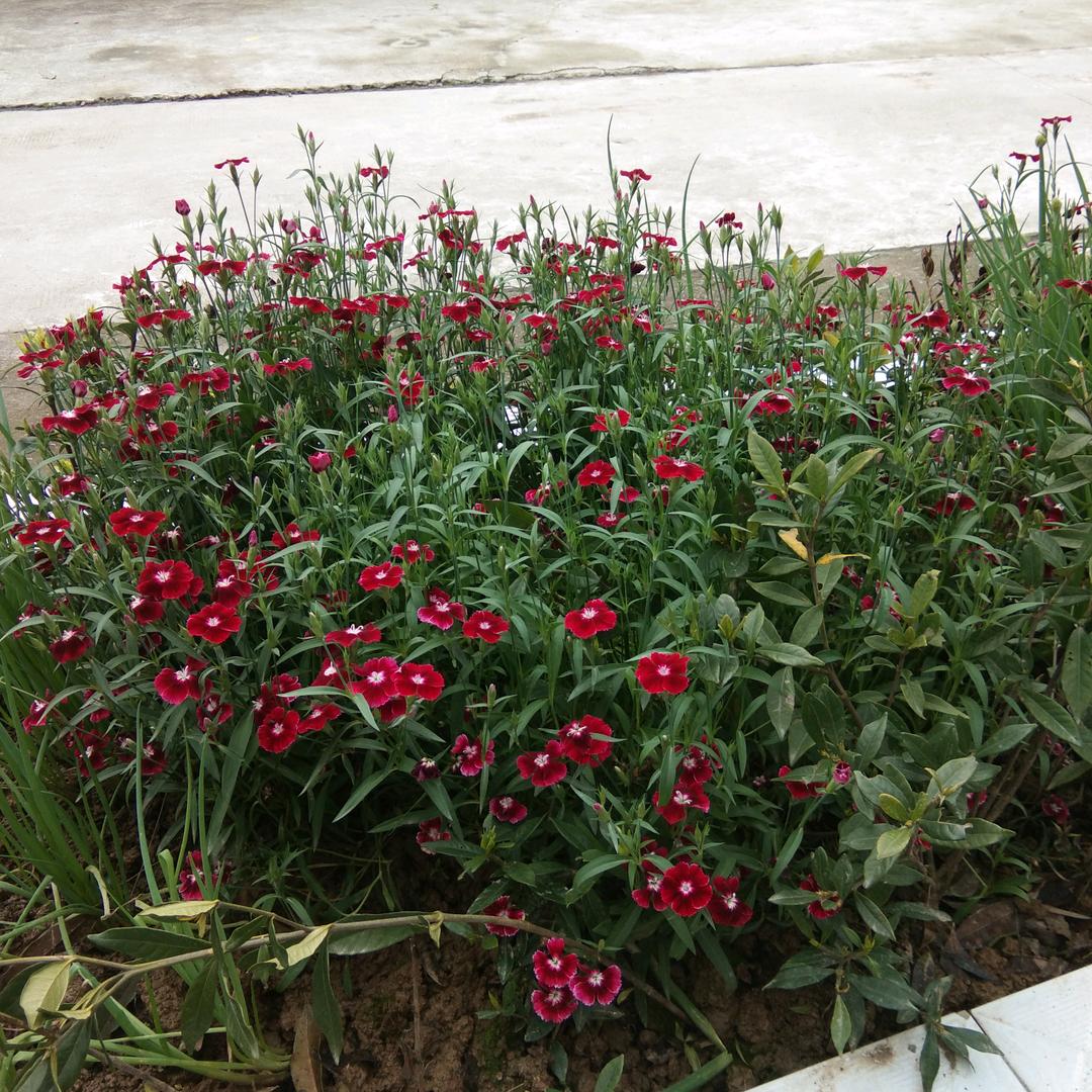 小月知足常乐（爆款哥）