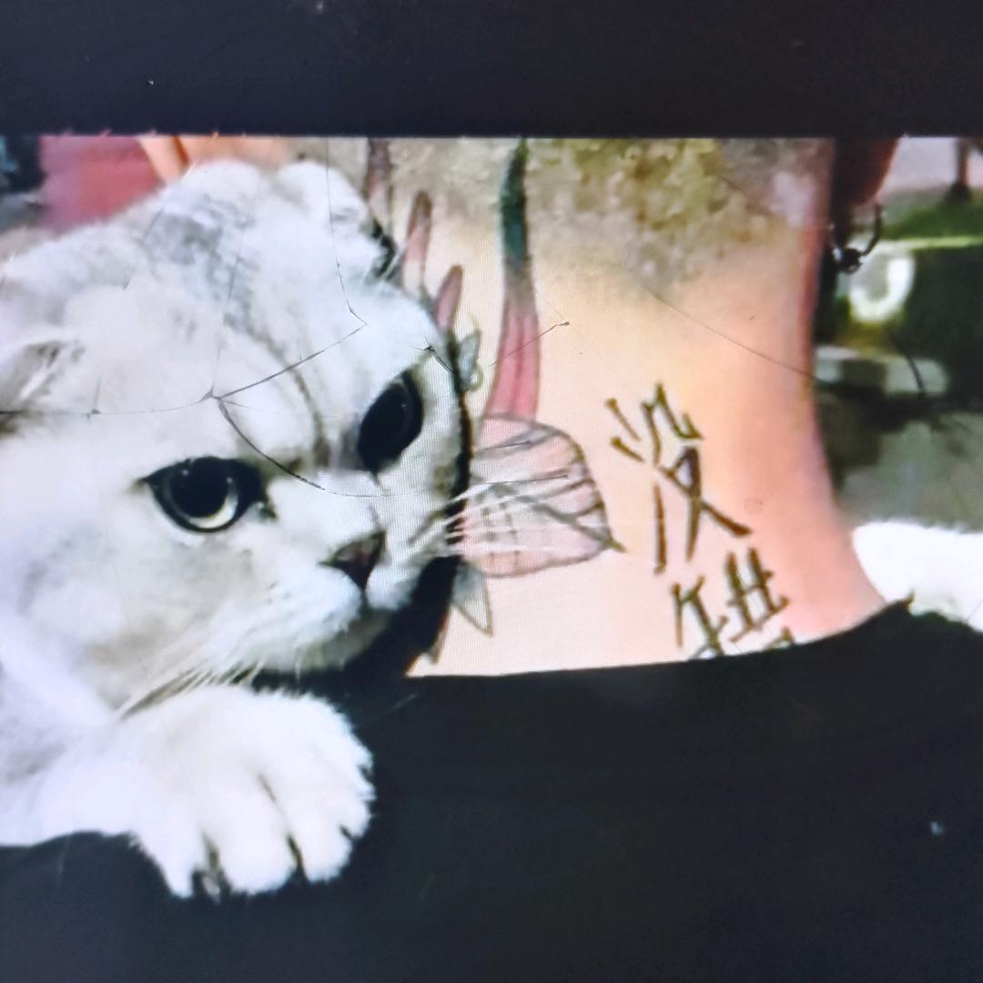 毒🐉🐉狼