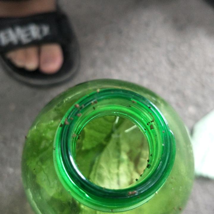 建英