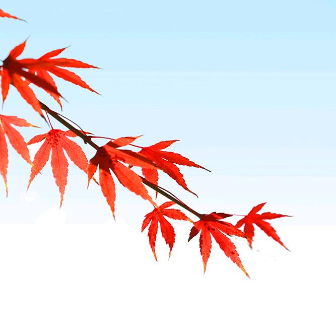 月明飞曦